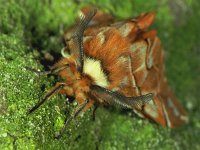 Endromis versicolora 2, Gevlamde vlinder, Vlinderstichting-Ab H Baas