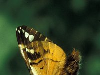 Endromis versicolora 3, Gevlamde vlinder, Vlinderstichting-Nely Honig