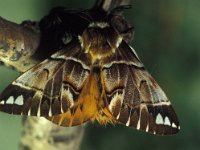 Endromis versicolora 4, Gevlamde vlinder, Vlinderstichting-Nely Honig