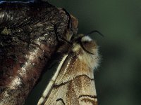 Endromis versicolora 7, Gevlamde vlinder, Vlinderstichting-Nely Honig