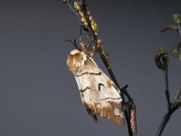 Endromis versicolora 8, Gevlamde vlinder, Saxifraga-Frits Bink