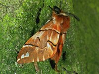 Endromis versicolora 9, Gevlamde vlinder, Vlinderstichting-Ab H Baas