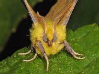 Ennomos alniaria 3, Geelschouderspanner, Saxifraga-Ab H Baas