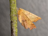 Ennomos autumnaria 1, Iepentakvlinder, Saxifraga-Peter Gergely