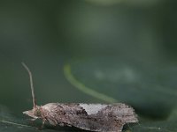 Epinotia brunnichana