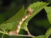Erannis defoliaria 30, Grote wintervlinder, Saxifraga-Ab H Baas