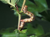 Erannis defoliaria 5, Grote wintervlinder, Saxifraga-Frits Bink