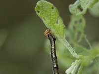 Erannis defoliaria 6, Grote wintervlinder, Vlinderstichting-Henk Bosma