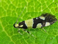Eratophyes amasiella