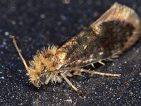 Eriocrania cicatricella