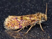 Eriocrania cicatricella 2, Roze purpermot, Saxifraga-Ab H Baas