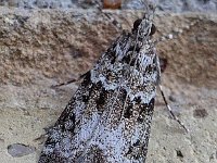 Eudonia mercurella 2, Variabele granietmot, Saxifraga-Ab H Baas