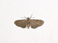 Eupithecia absinthiata 1, Egale dwergspanner , Saxifraga-Peter Gergely