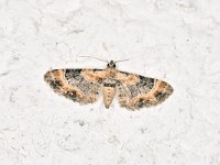 Eupithecia linariata 1, Vlasbekdwergspanner, Saxifraga-Peter Gergely