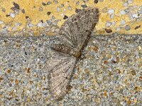 Eupithecia subfuscata #08211 : Eupithecia subfuscata, Grijze dwergspanner