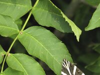 Euplagia quadripunctaria 13, Spaanse vlag, Saxifraga-Rob Felix : Animalia, Arthropoda, Insecta, Lepidoptera, animal, arthropod, butterfly, dier, dieren, geleedpotige, geleedpotigen, insect, insecten, vlinder, vlinders