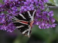 Euplagia quadripunctaria 21, Spaanse vlag, Saxifraga-Jan Nijendijk