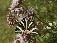 Euplagia quadripunctaria 4, Spaanse vlag, male, Saxifraga-Jan van der Straaten