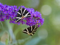 Euplagia quadripunctaria 53, Spaanse vlag, Saxifraga-Jan Nijendijk