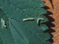 Euplexia lucipara 1, Levervlek, Vlinderstichting-Nely Honig