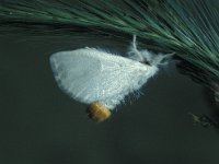Euproctis similis 2, Donsvlinder, Vlinderstichting-Nely Honig