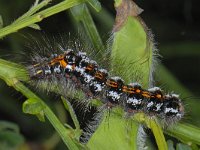 Euproctis similis #12451 : Euproctis similis, Donsvlinder, Yellow-tail, caterpillar