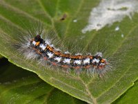 Euproctis similis #06952 : Euproctis similis, Donsvlinder, Yellow-tail, caterpillar