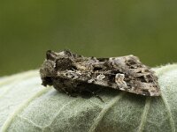 Eurois occulta 2, Grote bosbesuil, Saxifraga-Marijke Verhagen