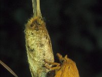 Euthrix potatoria 3, Rietvink, ex pupa, Vlinderstichting-Nely Honig