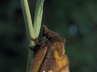 Euthrix potatoria 5, Rietvink, Vlinderstichting-Nely Honig