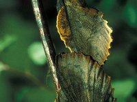 Gastropacha quercifolia 4, Eikenblad, Vlinderstichting-Nely Honig