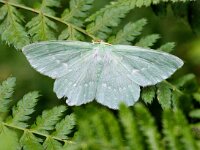 Geometra papilionaria 4, Zomervlinder, Saxifraga-Bart Vastenhouw
