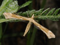 Gillmeria pallidactyla 4, Saxifraga-Ab H Baas