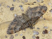 Gymnoscelis rufifasciata, Double-striped Pug