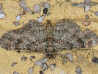 Gymnoscelis rufifasciata 3, Zwartkamdwergspanner, Saxifraga-Ab H Baas