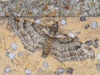 Gymnoscelis rufifasciata 5, Zwartkamdwergspanner, Saxifraga-Ab H Baas