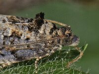 Hedya nubiferana, Marbled Orchard Tortrix