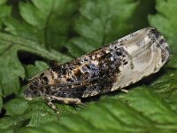 Hedya nubiferana 3, Gewone witvlakbladroller, Saxifraga-Ab H Baas