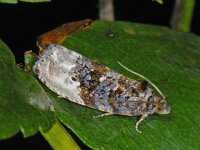 Hedya nubiferana #12779 : Hedya nubiferana