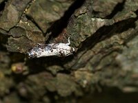 Hedya salicella 2, Pinguintje, Saxifraga-Joep Steur