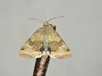 Heliothis adaucta 1, Saxifraga-Peter Gergely