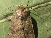 Hoplodrina blanda 2, Egale stofuil, Saxifraga-Marijke Verhagen