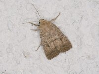 Hoplodrina octogenaria 2, Gewone stofuil, Saxifraga-Peter Gergely