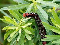 Hyles euphorbiae 16, Wolfsmelkpijlstaart, Saxifraga-Bart Vastenhouw