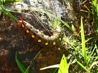 Hyles euphorbiae 22, Wolfsmelkpijlstaart, Saxifraga-Hans Grotenhuis