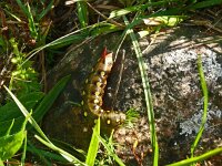 Hyles euphorbiae 23, Wolfsmelkpijlstaart, Saxifraga-Hans Grotenhuis