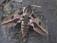 Hyles euphorbiae 7, Wolfsmelkpijlstaart, Saxifraga-Janus Verkerk