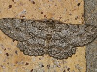 Hypomecis punctinalis #48617 : Hypomecis punctinalis, ringspikkelspanner, Pale Oak Beauty