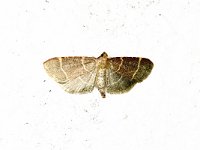Hypsopygia galucinalis 1, Saxifraga-Peter Gergely