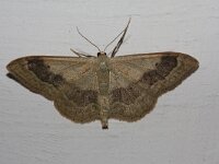 Idaea aversata 10, Grijze stipspanner, Saxifraga-Rutger Barendse